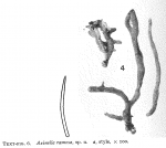 Axinella ramosa Burton, 1954 Axinella ramosa Burton, 1954