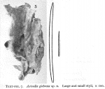 Hymeniacidon glabrata Burton, 1954 Hymeniacidon glabrata Burton, 1954