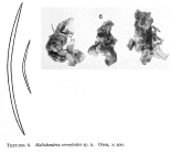 Halichondria cornuloides Burton, 1954
