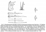 Hymedesanisochela rayae Bakus, 1966 Hymedesanisochela rayae Bakus, 1966