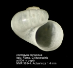 Akritogyra conspicua