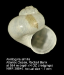 Akritogyra similis