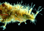 Hydractinia fucicola Hydractinia fucicola