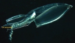 Chelophyes appendiculata