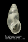 Botryphallus ovummuscae
