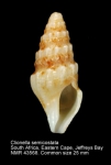 Clionella semicostata