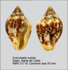 Columbella rustica
