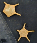 Ophiuroidea (brittle stars)
