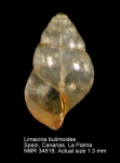 Limacina bulimoides