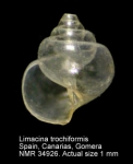 Limacina trochiformis