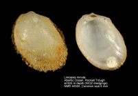 Limopsis minuta
