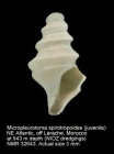 Micropleurotoma spirotropoides