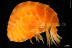 Amphipoda