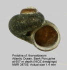 Protolira thorvaldssoni