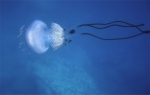Rhizostoma luteum