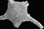 Ophiophyllum minimum