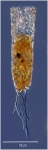 Rhizodomus tagatzi Rhizodomus tagatzi