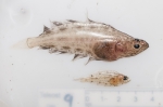 Reinhardtius hippoglossoides - turbot (juveniles)