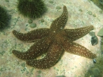 Leptasterias polaris (live)