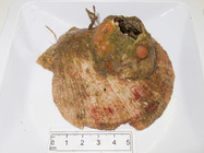 Dendrodoa carnea on shell