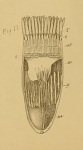 Cerianthus bathymetricus Mosley, 1877