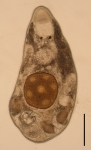 Albertorhynchus amai (Polycystididae, Kalyptorhynchia, Rhabdocoela, Platyhelminthes). Albertorhynchus amai (Polycystididae, Kalyptorhynchia, Rhabdocoela, Platyhelminthes).