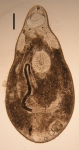 New species of Itaipusa (Koinocystididae, Kalyptorhynchia, Rhabdocoela, Platyhelminthes) New species of Itaipusa (Koinocystididae, Kalyptorhynchia, Rhabdocoela, Platyhelminthes)