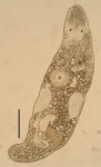 Ceratopera gracilis (Trigonostomidae, Dalytyphloplanida, Rhabdocoela, Platyhelminthes Ceratopera gracilis (Trigonostomidae, Dalytyphloplanida, Rhabdocoela, Platyhelminthes
