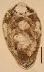 New species of Paraustrorhynchus. (Polycystididae, Kalyptorhynchia, Rhabdocoela, Platyhelminthes) New species of Paraustrorhynchus. (Polycystididae, Kalyptorhynchia, Rhabdocoela, Platyhelminthes)
