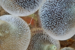 Periclimenes ornatus Bruce, 1969 Periclimenes ornatus Bruce, 1969