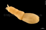 Cephalorhyncha