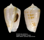 Conomurex persicus