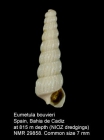 Eumetula bouvieri