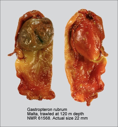 Gastropteron rubrum