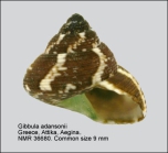 Gibbula adansonii