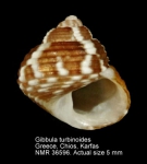 Gibbula turbinoides