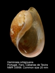 Haminoea orbignyana