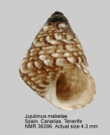 Jujubinus mabelae