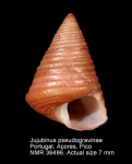 Jujubinus pseudogravinae