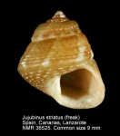 Jujubinus striatus