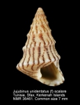 Jujubinus unidentatus