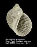 Macromphalus abylensis