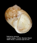 Naticarius canrena