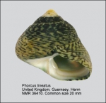 Phorcus lineatus
