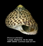 Phorcus turbinatus