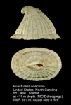 Puncturella noachina