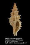 Raphitoma pseudohystrix