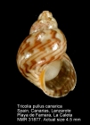 Tricolia pullus canarica
