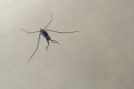Marine insects Marine insects