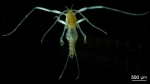 Marine insects Marine insects
